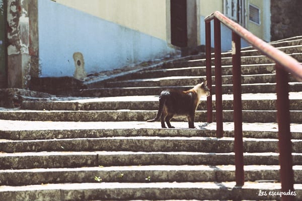 chat-sintra-portugal