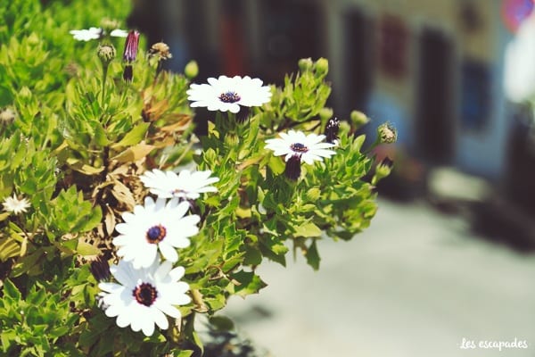sintra-fleurs-blanches