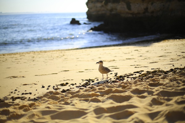 Mouette sur les plages de l'Algarve