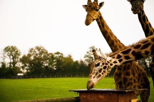 Les girafes de Cerza en train de manger