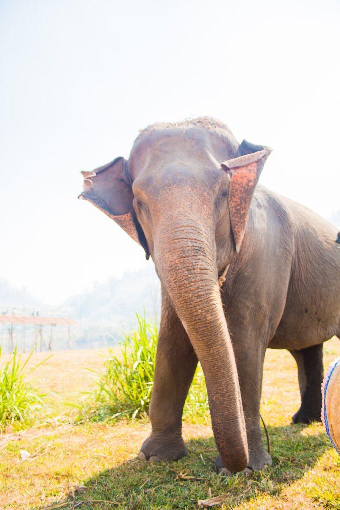elephant de thailande