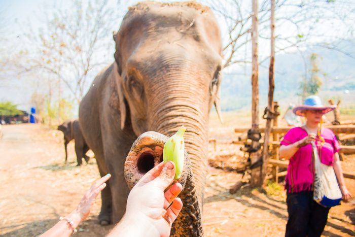 nourrir elephant thailande