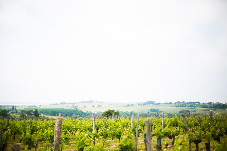 Les vignes de Côtes de Bourg