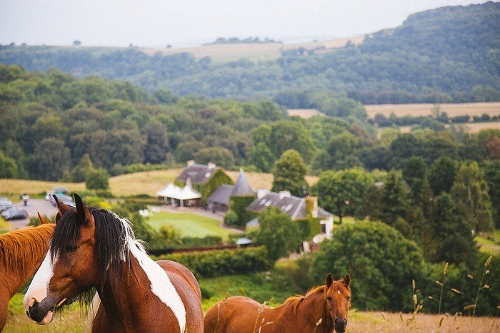 Les chevaux du golf de Clécy en Suisse Normande