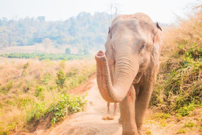 TOP 8 chose à faire Thaïlande, sanctuaire elephant