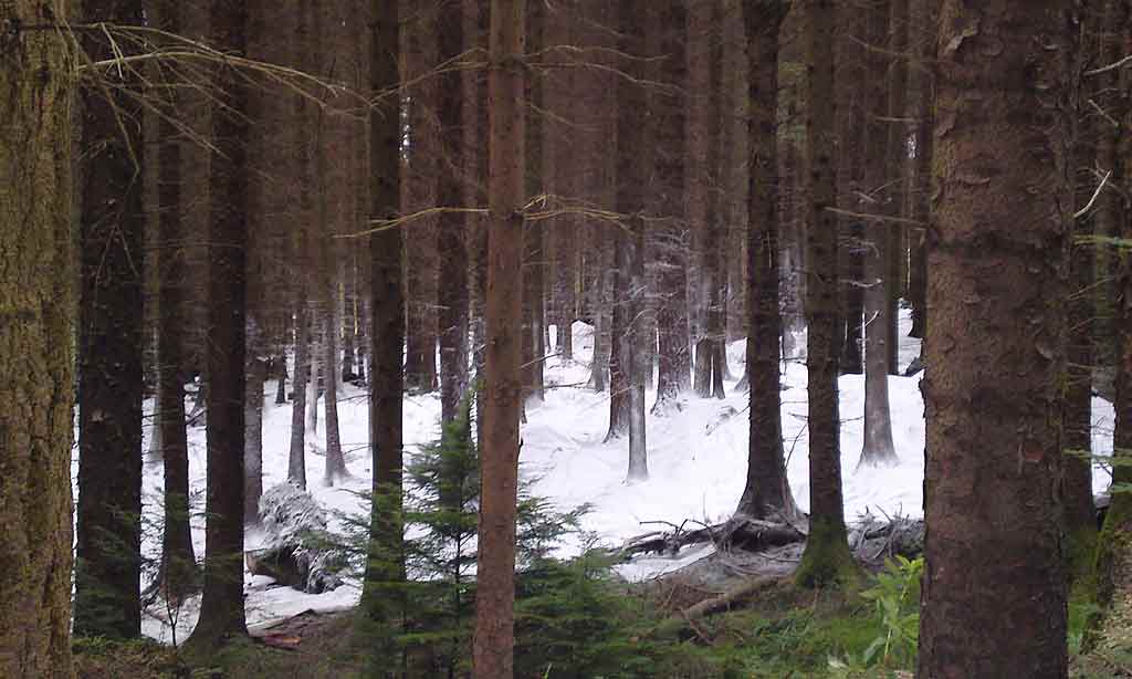 Forêt de Tollymore, lieu de tournage Game of Thrones