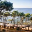 Pins sur la Dune du Pilat, Bassin d'Arcachon
