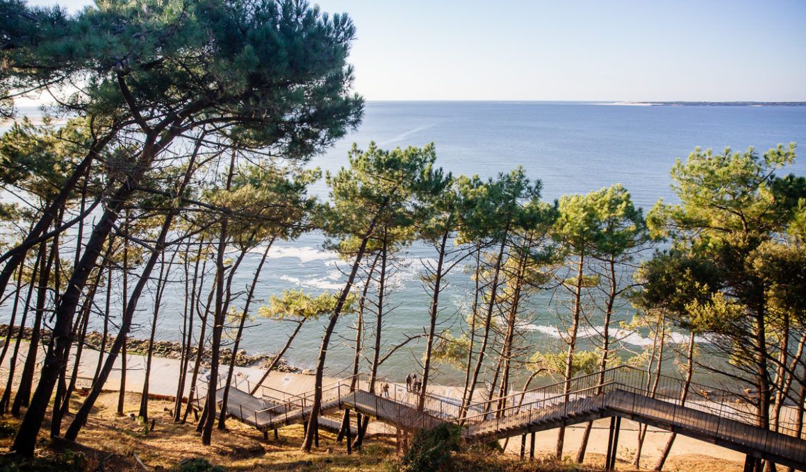 Pins sur la Dune du Pilat, Bassin d'Arcachon