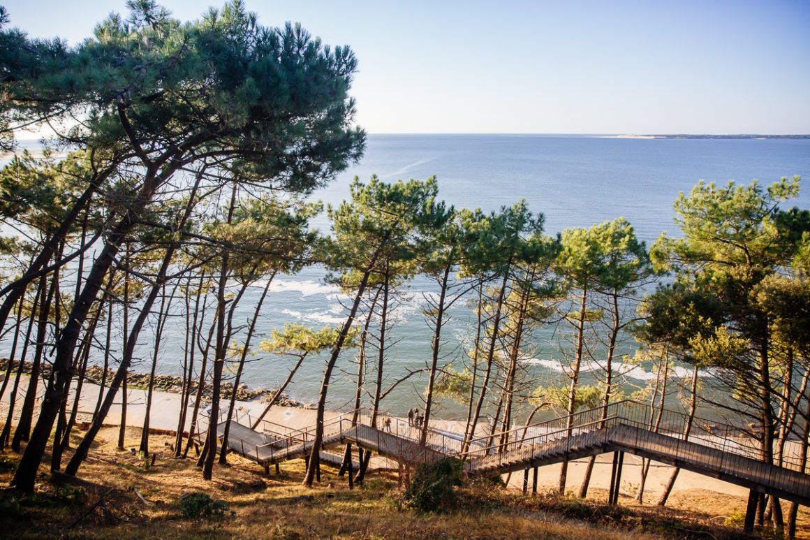 Pins sur la Dune du Pilat, Bassin d'Arcachon