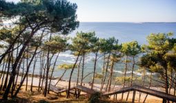 Pins sur la Dune du Pilat, Bassin d'Arcachon