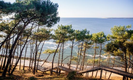 Pins sur la Dune du Pilat, Bassin d'Arcachon