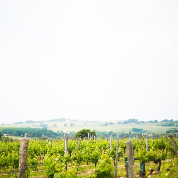 Les vignes de Côtes de Bourg